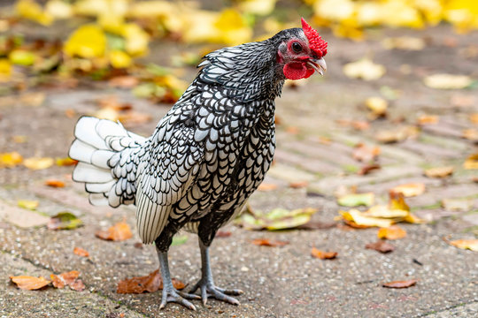 A young Sebright rooster crowing as hard as he can, Wassenaar, Netherlands