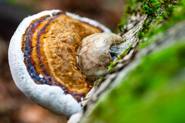 Ein Zunderschwamm wächst auf einem Moos-bewachsenen Baumstamm