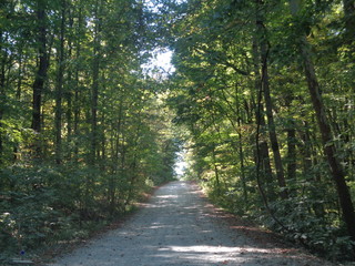 Fototapeta premium Road in The Forest