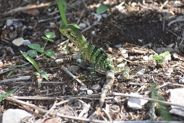 Lizard Reptile on Tree in Tulum Mexico Mexican Riviera