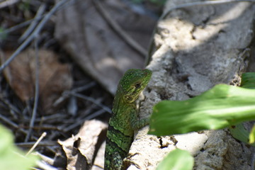 Lizard Reptile on Tree in Tulum Mexico Mexican Riviera