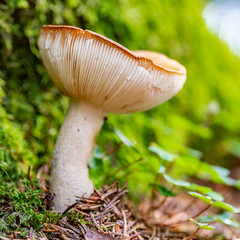 Makro-Aufnahme eines Täublings (Pilz) im Herbst