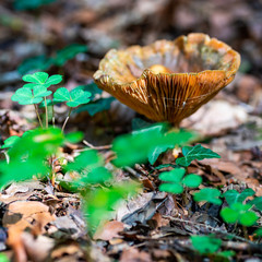 Süßlicher Milchling wächst zwischen Klee auf dem Waldboden