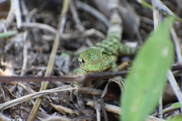 Lizard Reptile on Tree in Tulum Mexico Mexican Riviera