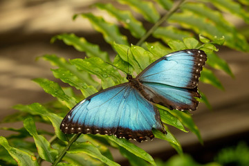 A Blue Morpho Butterfly resting on a fern leaf.