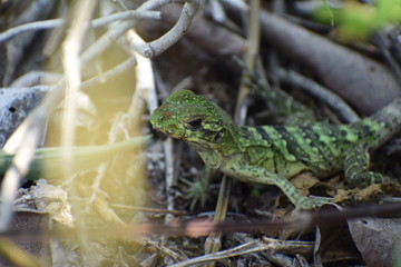 Lizard Reptile on Tree in Tulum Mexico Mexican Riviera