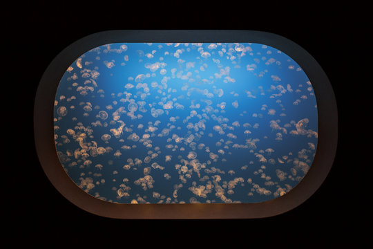 A smack of moon jellyfish