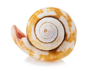 Spiral-shaped sea shell insulated on white background