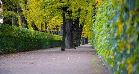 paths in the autumn park, rain, yellow leaves, trees