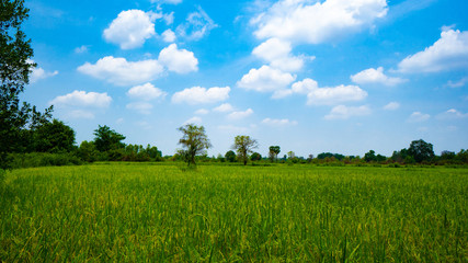 Green rice field in cloudy blue sky day