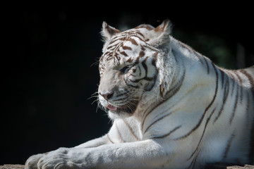 portrait de tigre blanc