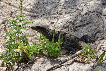 Large Iguana in Tulum Mexico Mexican Riviera