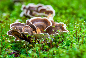 Makro-Aufnahme einer Schmetterlingstramete (Pilz)