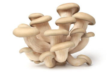 Oyster mushrooms