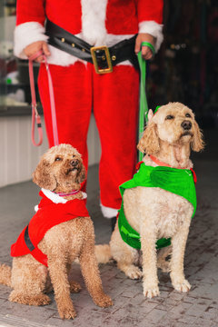 santa out walking his dogs