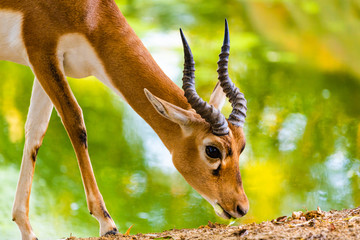 Antelope in zoo Herberstein in Austria.