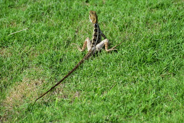 Iguanas and Lizards of Tulum Mexico