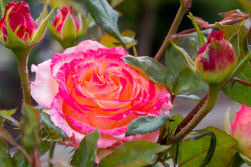 Obraz premium The rose