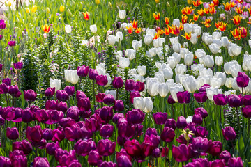 Spectacular bright field of a variety of tulip species with the morning dew on them.