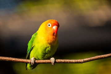 Fototapeta na wymiar Beautiful parrot, Sun Conure on tree branch.