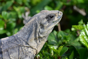 Iguanas and Lizards of Tulum Mexico