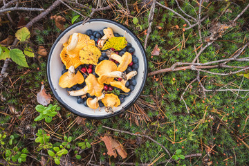 Chanterelles, wild bilberries (blueberries) and lingonberries in a bowl on the moss with fallen...