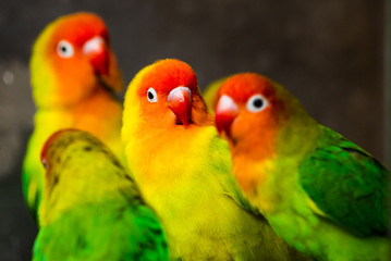 Fototapeta na wymiar Beautiful parrots, Sun Conure on tree branch.