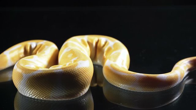 Footage of albino royal phyton on glass
