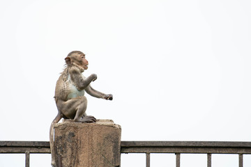 A funny monkey isolated on white background