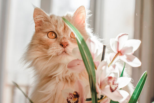 Cat and orchids