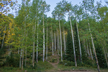 Fototapeta na wymiar Landscape of aspen trees in Colorado