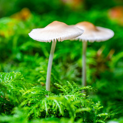 Zwei kleine weiße Pilze wachsen auf dem moosigen Waldboden