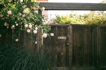 Dog in yard sign on a wooden fence next to a huge rosebush