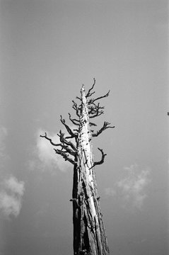 A lone tree with small branches rises up into the sky