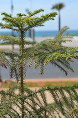 plante gros plan