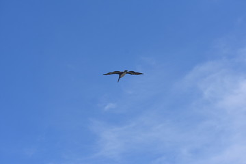 Brown Pelican Flying over the ocean 