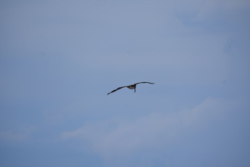 Fototapeta na wymiar Brown Pelican Flying over the ocean 