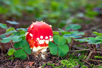 Glücksbringer im Wald