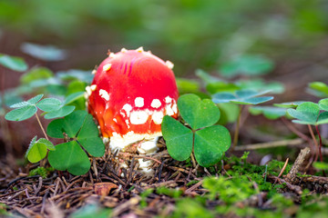 Fliegenpilz und Klee als Glücksbringer