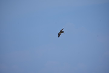 Brown Pelican Flying over the ocean 