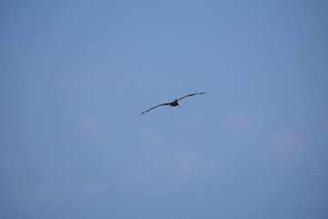 Brown Pelican Flying over the ocean 