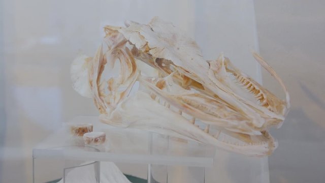 A Skeleton Of The Fish
