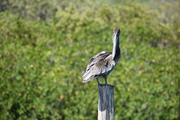 Sitting Pelican on Wooden Post in Tulum Mexico Mexican Riviera
