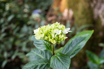 White hydrangea in the garden.
