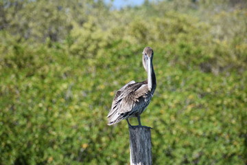 Sitting Pelican on Wooden Post in Tulum Mexico Mexican Riviera