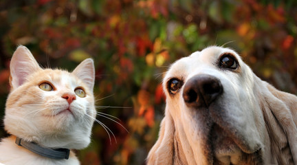 Red kitten and basset hound dog on autumn background - 293859129