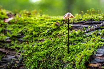 Ein Langstieliger Knoblauchschwindling wächst auf einem Baumstamm