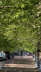 London Street with trees blooming