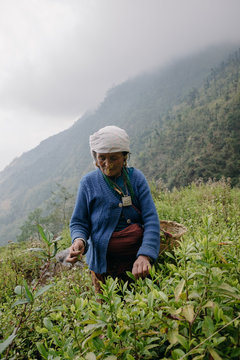 Highland tea garden