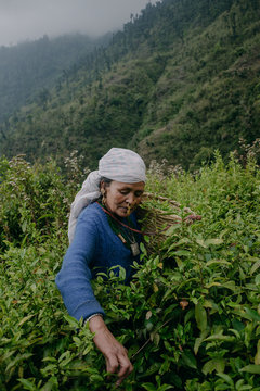 Highland tea garden